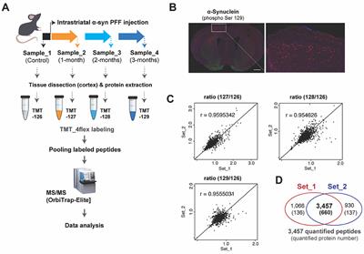 Quantitative proteomic analysis using a mouse model of Lewy body dementia induced by α-synuclein preformed fibrils injection